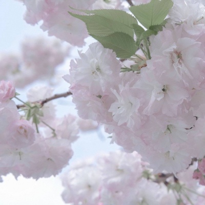 Furry数位板绘画教程福瑞群